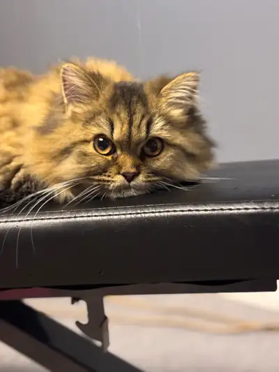 We’ve made the hard decision to find a new home for our Persian cat. She is a wonderful sweet cat bu...