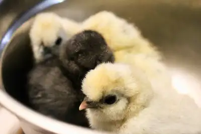 Just hatched !! Day olds! 10 available . Baby Chicks, hatched from rainbow eggs as seen in photo. $8...