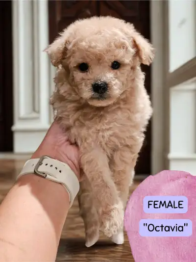 Teddy Bear Toy Poodles, View more