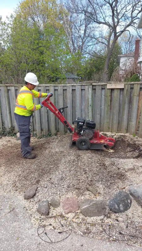ISA ARBORIST - TREE SERVICES | STUMPS | CLEAN UP in Lawn, Tree Maintenance & Eavestrough in City of Toronto - Image 8