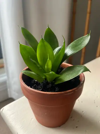 Snake Plant in Clay terracotta pot , View more
