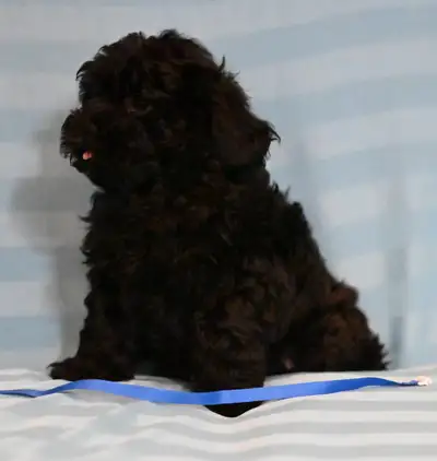 Shih Tzu Poodle Hypo-Allergenic Puppies Waiting to meet you, View more