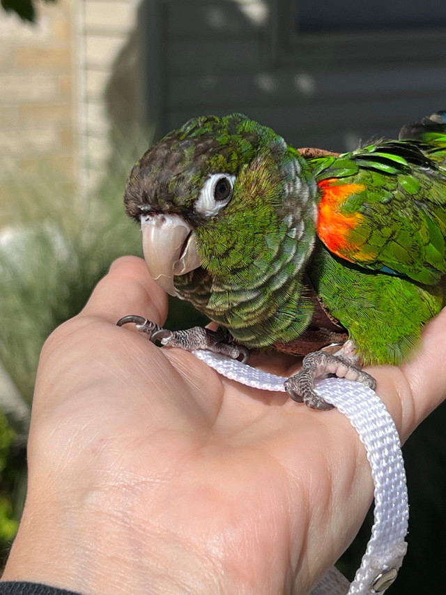 Lost Bird -  Conure Parrot in Lost & Found in London