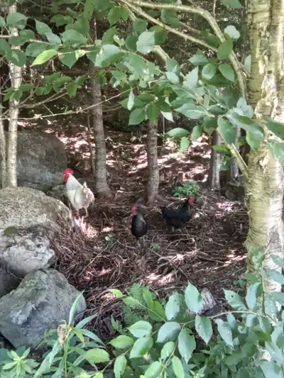 Three free range organically fed one year old chickens. One rooster and two hens. One hen is current...