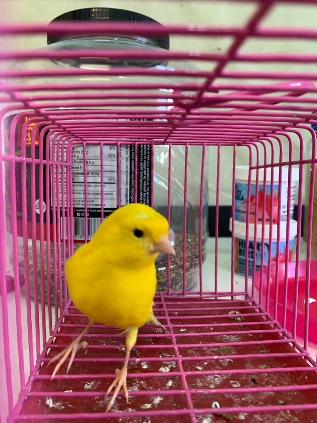 Canary male in Birds for Rehoming in Winnipeg