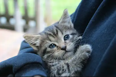 looking for a kitten any breed , View more