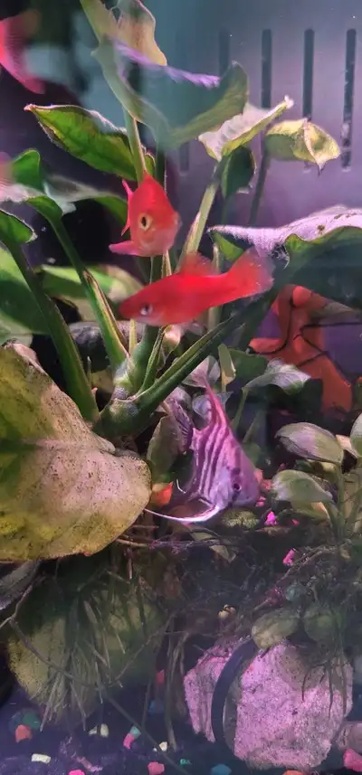 Rosy barbs and swordtails, Voir plus