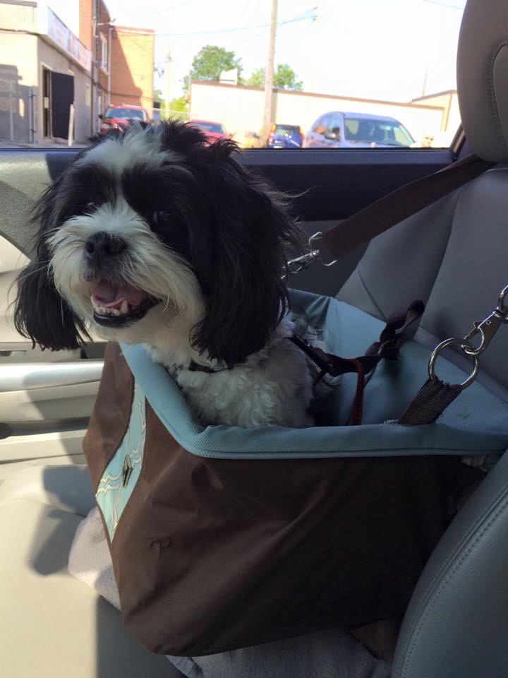 Dog car seat Other Oshawa / Durham Region Kijiji