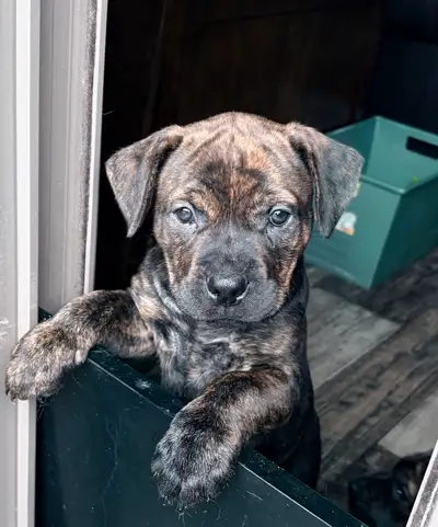 1 LEFT! Ready to go! Can deliver to Regina Sunday June 21st! We have 11 Cane Corso/Rottweiler puppie...