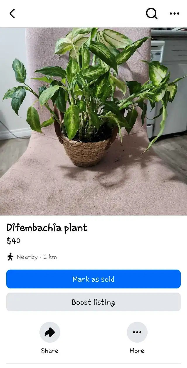 House plants for sale or trade62863284682114124