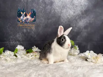 Neutered Netherland dwarf , View more