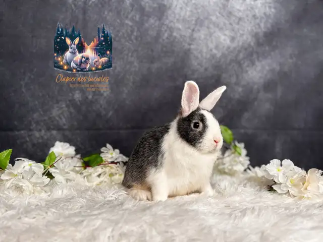 Neutered Netherland dwarf  in Small Animals for Rehoming in Ottawa - Image 2