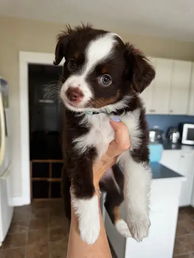 Super Cute Tiny Toy Austrailian Shepard Puppies, View more