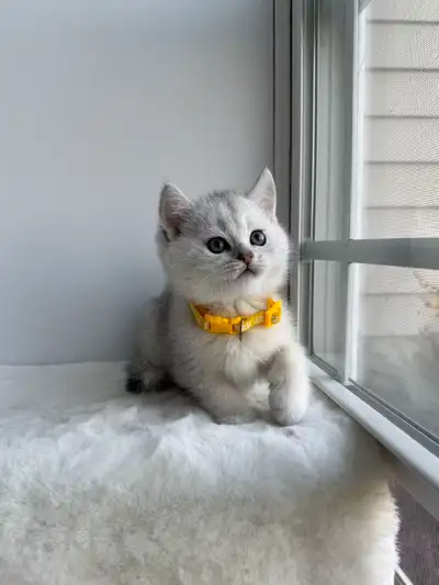 Registered Cattery — Rehoming British Shorthair Kittens, View more