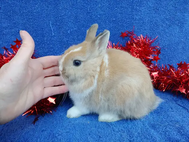 EXTRAORDINARY FUZZY CHINCHILLA NETHERLAND DWARF BUNNY RABBIT in Small Animals for Rehoming in City of Toronto - Image 9