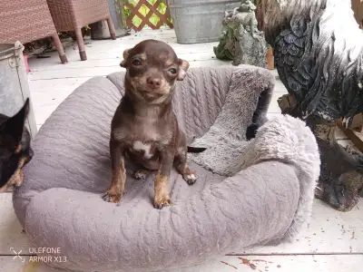Chihuahua Puppies, View more