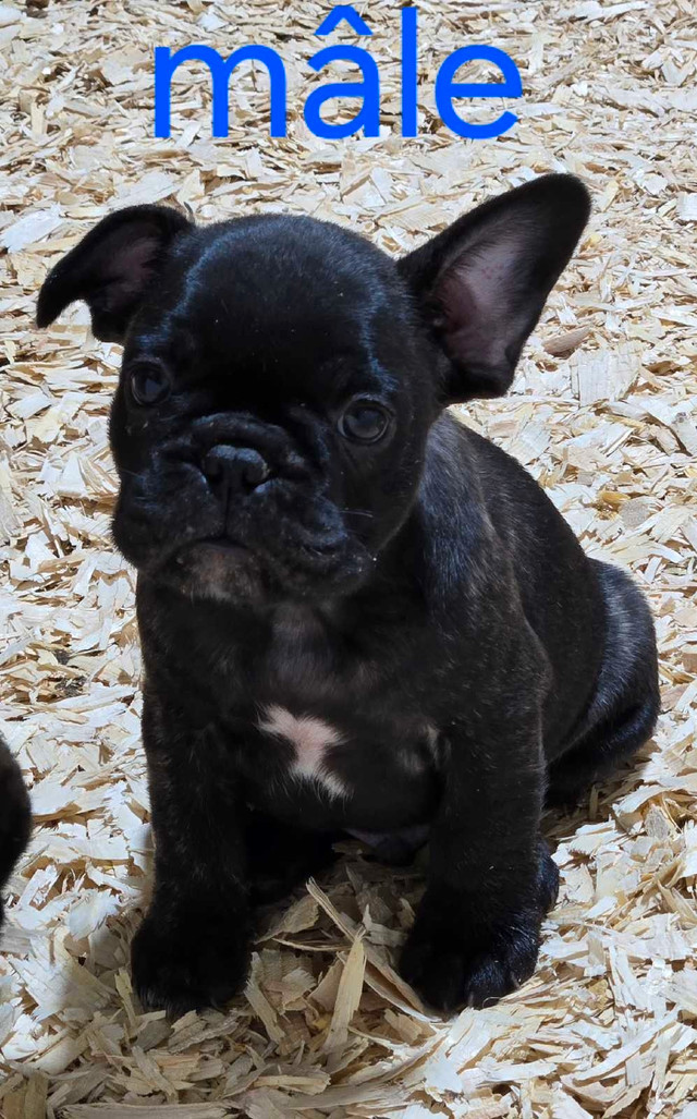 Bulldog français dans Chiens et chiots à adopter  à Drummondville - Image 4