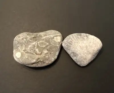 Lake Erie Fossils : Brachiopod, Coral, Bivalves. 350-450 Mya, View more