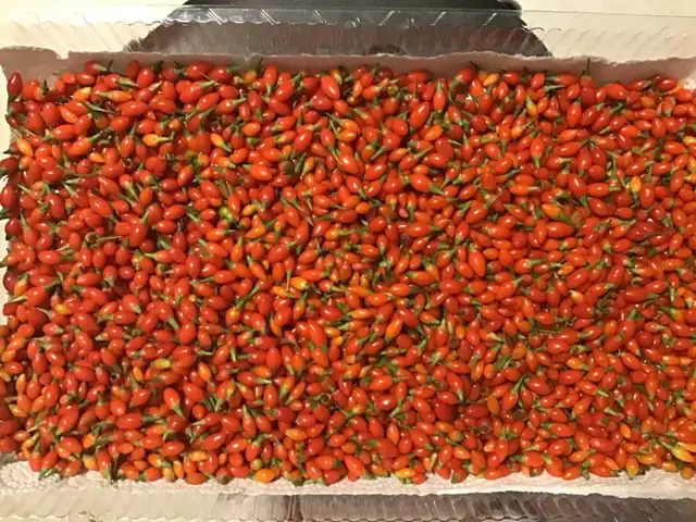 Superfood Goji Berry 枸杞 plants for sale in Other in City of Toronto - Image 3