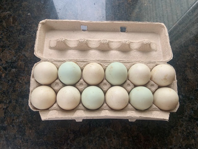 Runner Hatching Duck Eggs  in Livestock in Ottawa - Image 4
