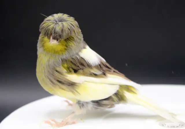 CANARIS GLOSTER M/F DISPONIBLES a partir de 100$ in Birds for Rehoming in Longueuil / South Shore - Image 7
