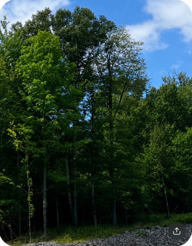 Terrain exceptionnel - Les Boisés Fearon - Lennoxville — photo 1