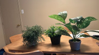 Fake plant (PERMANENT PLANT)