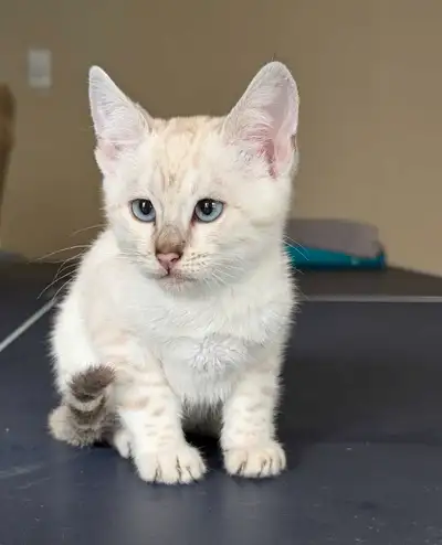 TICA Snow Bengal kitten available, View more