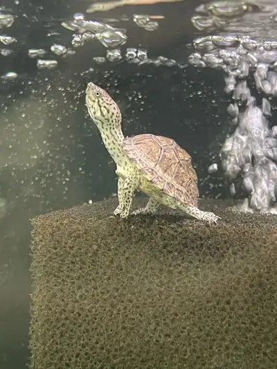 CB razorback musk turtle , View more
