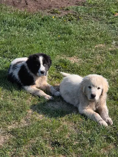 Black and white male puppy looking for a new home. The last one left from the litter. Mom is a Kanga...