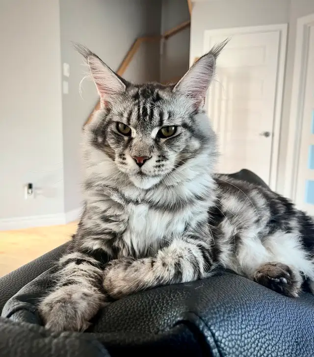 Maine Coon