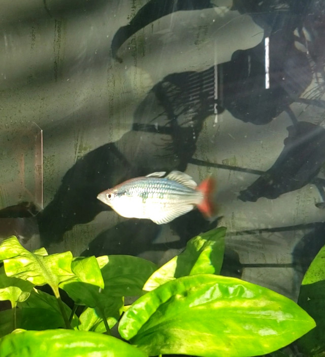 Fish Kali Tawa Rainbowfish in Fish for Rehoming in Regina