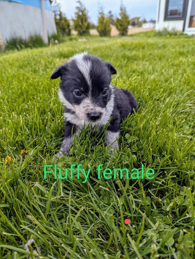 border collie puppies in Dogs & Puppies for Rehoming in Leamington - Image 2