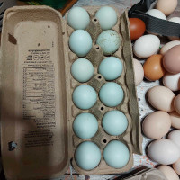 Variety of hatching eggs