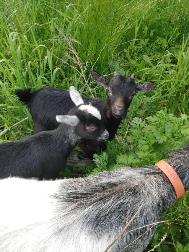 Dowling goats in Livestock in Moncton - Image 4