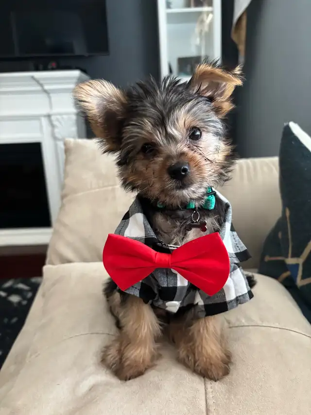 YORKIE FOR SALE in Dogs & Puppies for Rehoming in City of Toronto - Image 5