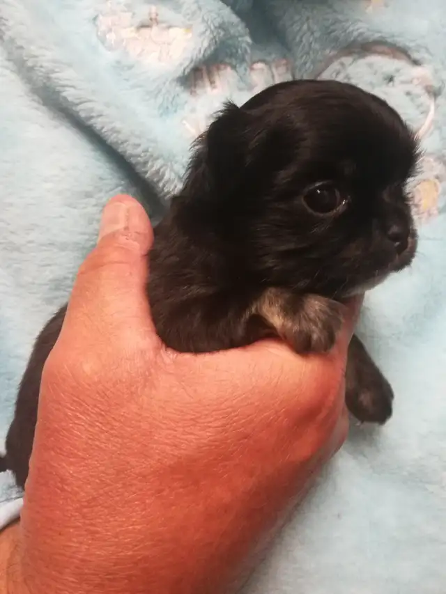 PURE CHIHUAHUA PUPPY in Dogs & Puppies for Rehoming in Ottawa - Image 5