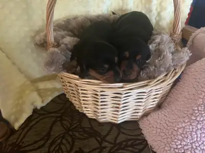 Miniature Dachshunds, View more