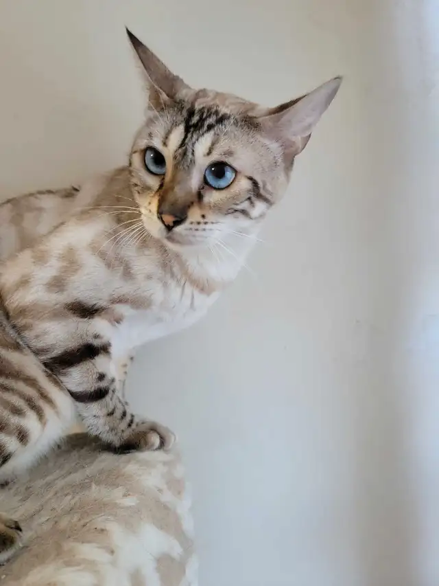 couple Bengal in Cats & Kittens for Rehoming in Victoriaville - Image 3