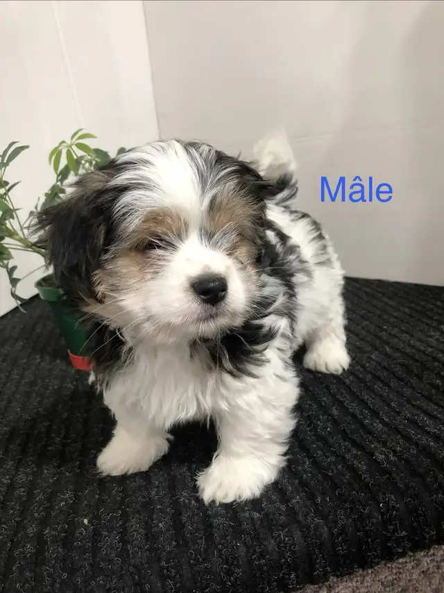 Morkies tricolores au pelage fourni ! in Dogs & Puppies for Rehoming in Victoriaville - Image 5