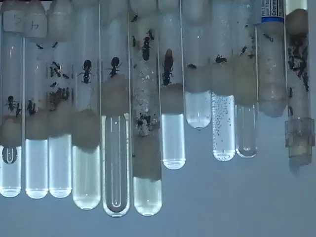 Ant Farm, Pet Ants with Queens in Test Tube setups in Other Pets for Rehoming in Edmonton - Image 5