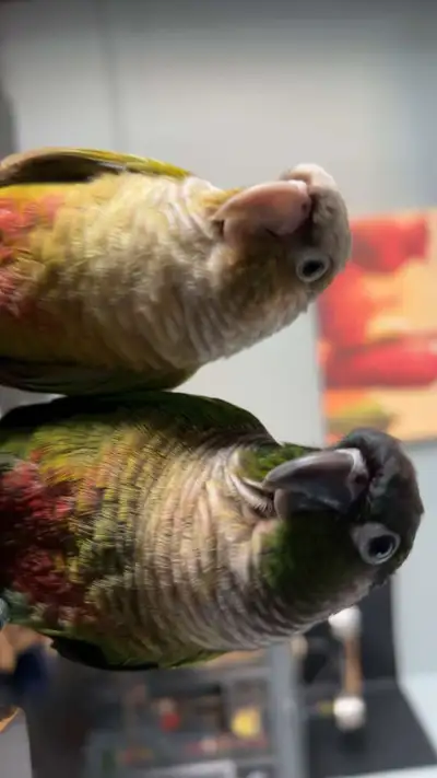 Green cheek conure and pineapple conure, View more