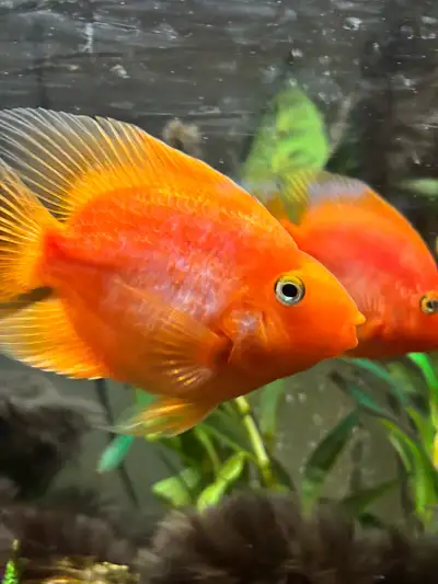 Blood Parrots, neons, bristlenose pleco, rainbow shark, catfish, View more