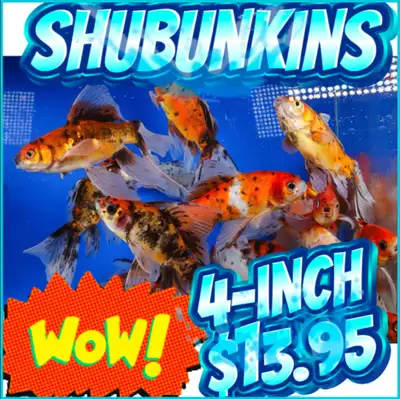 Shubunkin Goldfish $13.95 4 inch•, View more