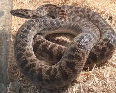 selling pet snake: SPOTTED PYTHON, View more