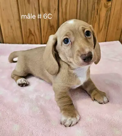 Chiot Teckel dachshund puppy, View more