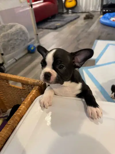 There is one female Boston terrier puppy left. Her ears and starting to stand up today March 25th We...