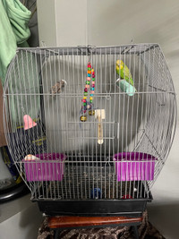 Budgie with Cage