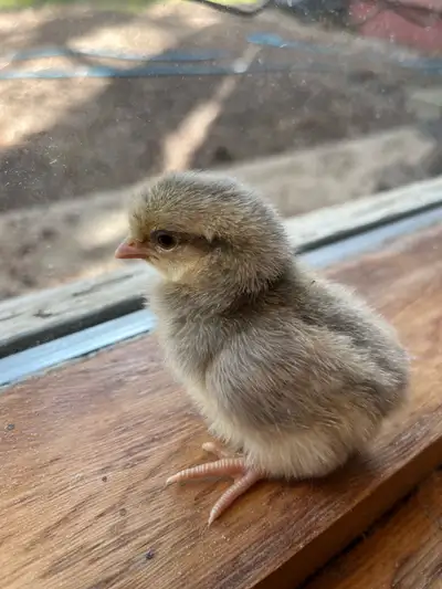 Rainbow Heritage Chicks-Creston, View more
