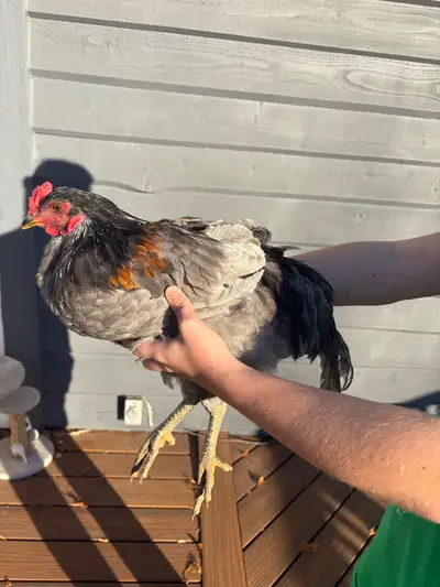 4 month old Rooster, View more